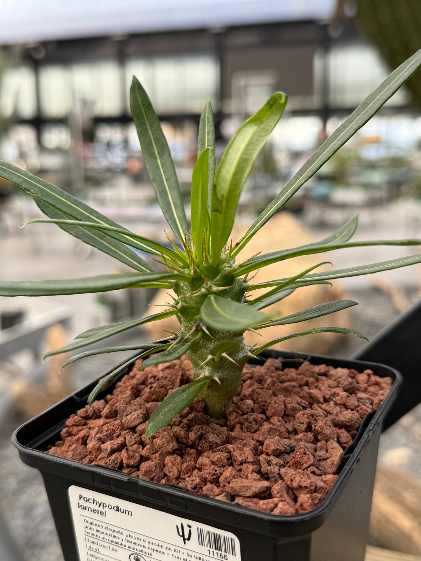 Pachypodium lamerei