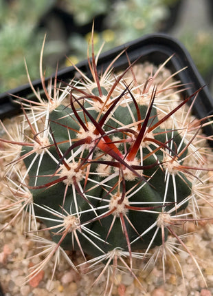 Echinocereus ferreirianus v. lindsayi