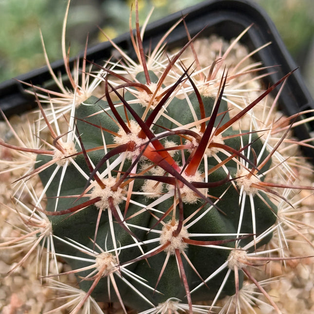 Echinocereus ferreirianus v. lindsayi