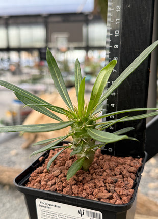 Pachypodium lamerei