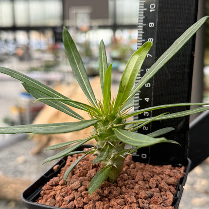 Pachypodium lamerei