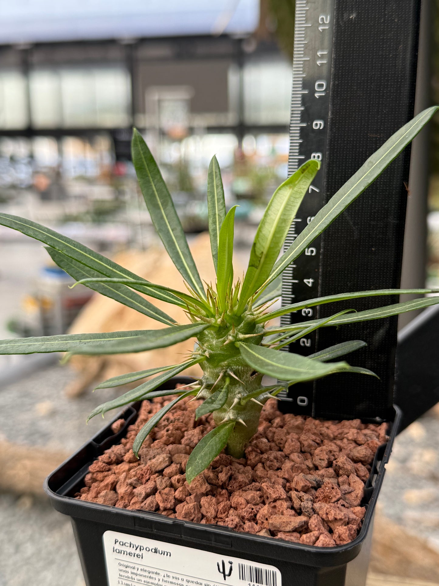 Pachypodium lamerei