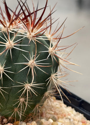 Echinocereus ferreirianus v. lindsayi