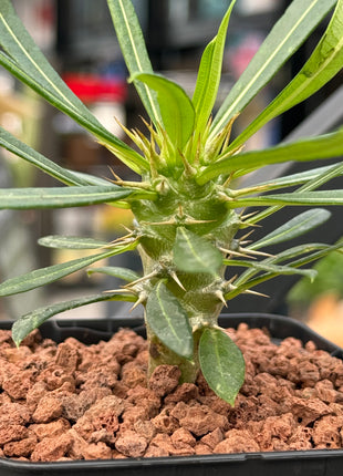 Pachypodium lamerei