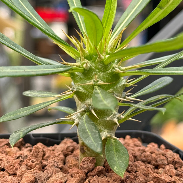 Pachypodium lamerei