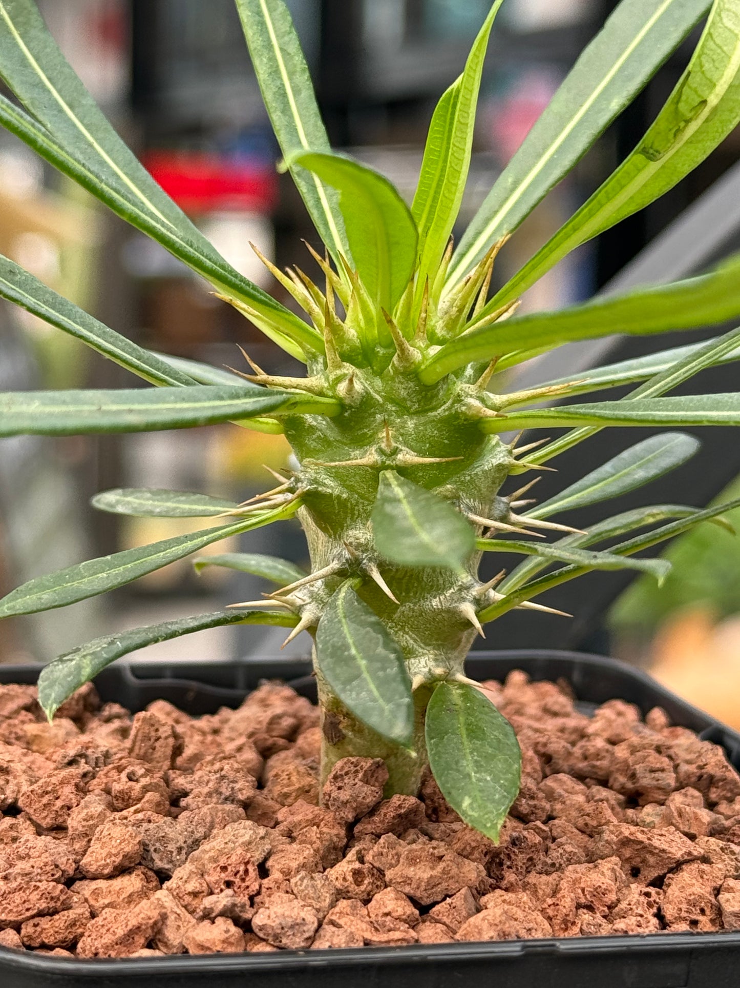 Pachypodium lamerei