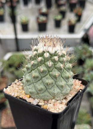 Strombocactus disciformis CITES