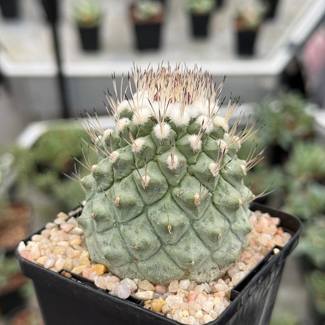 Strombocactus disciformis CITES