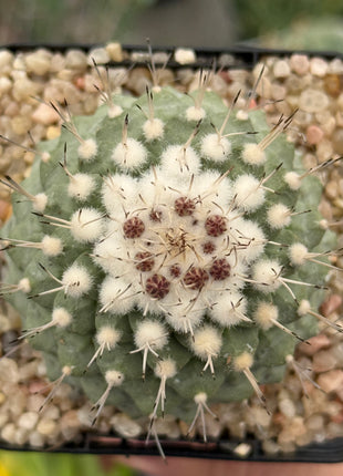 Strombocactus disciformis CITES