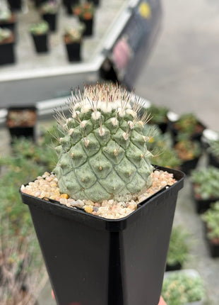 Strombocactus disciformis CITES