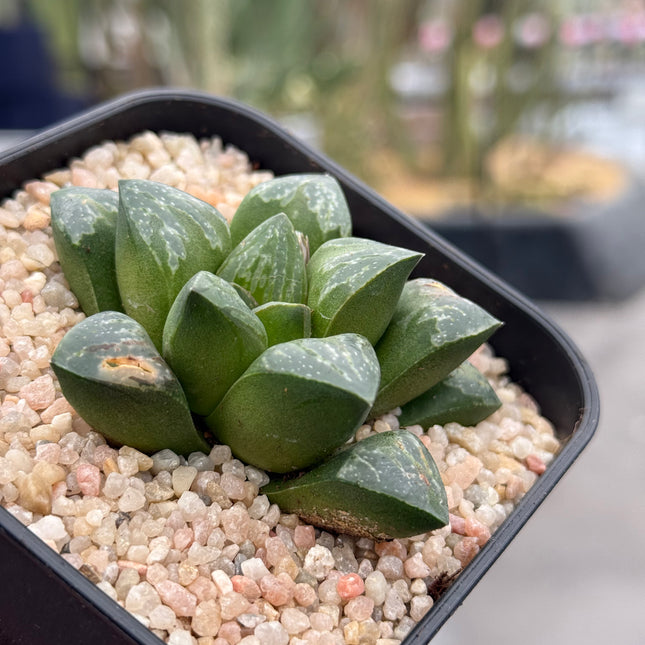 Haworthia ‘Shiruviana Ball’