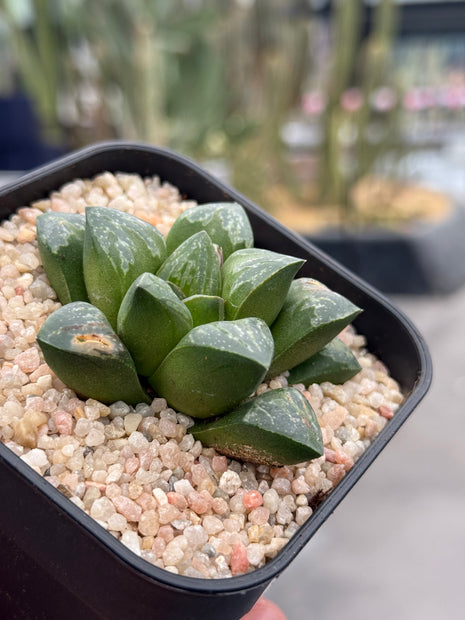 Haworthia ‘Shiruviana Ball’