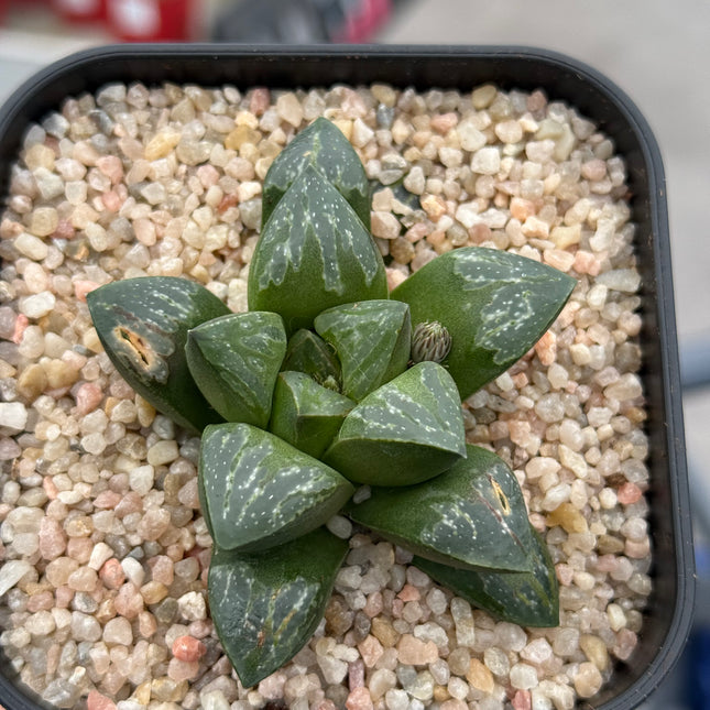 Haworthia ‘Shiruviana Ball’