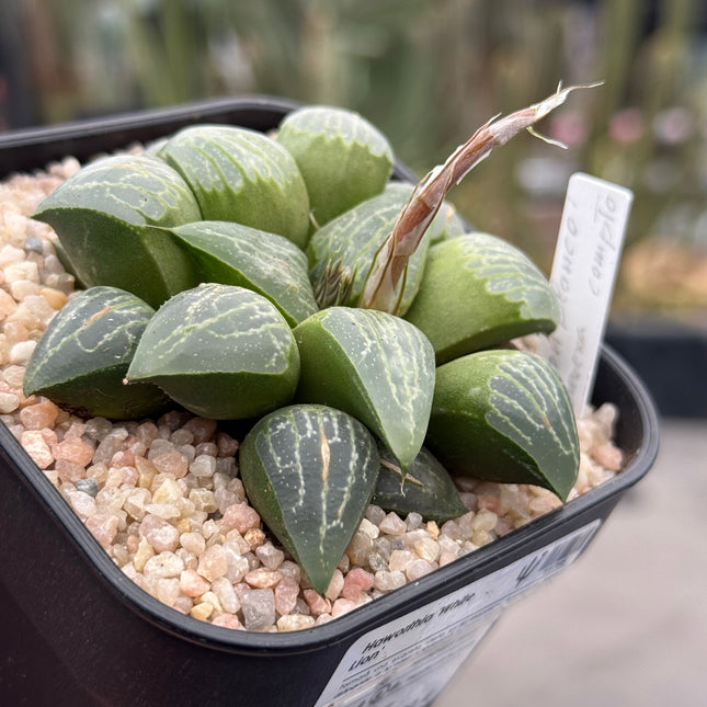 Haworthia ‘White Lion’