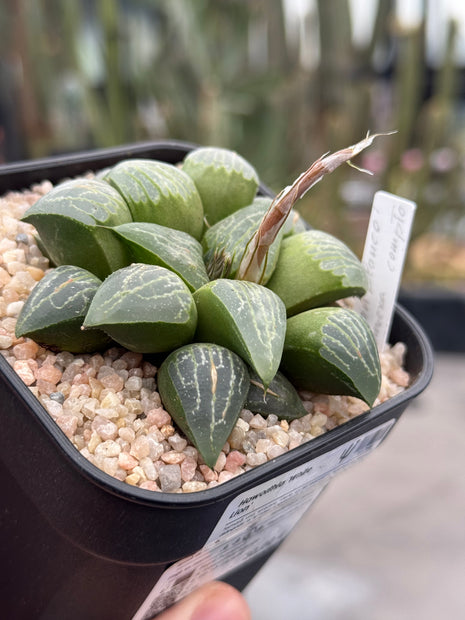 Haworthia ‘White Lion’