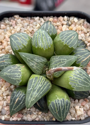 Haworthia 'White Lion'