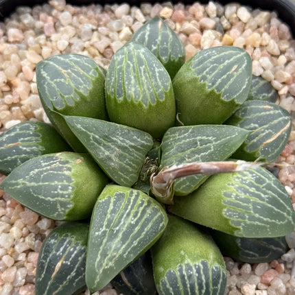 Haworthia ‘White Lion’
