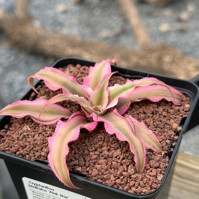 Cryptanthus bivittatus ‘Pink Star’