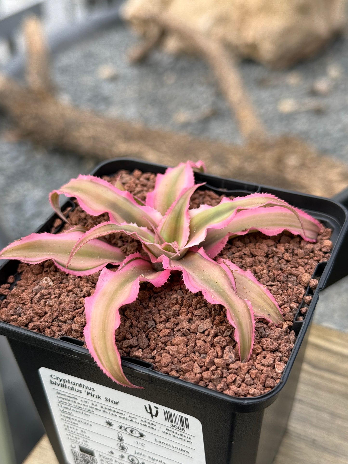 Cryptanthus bivittatus 'Pink Star'