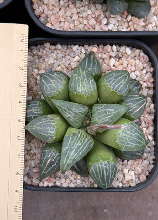 Haworthia 'White Lion'