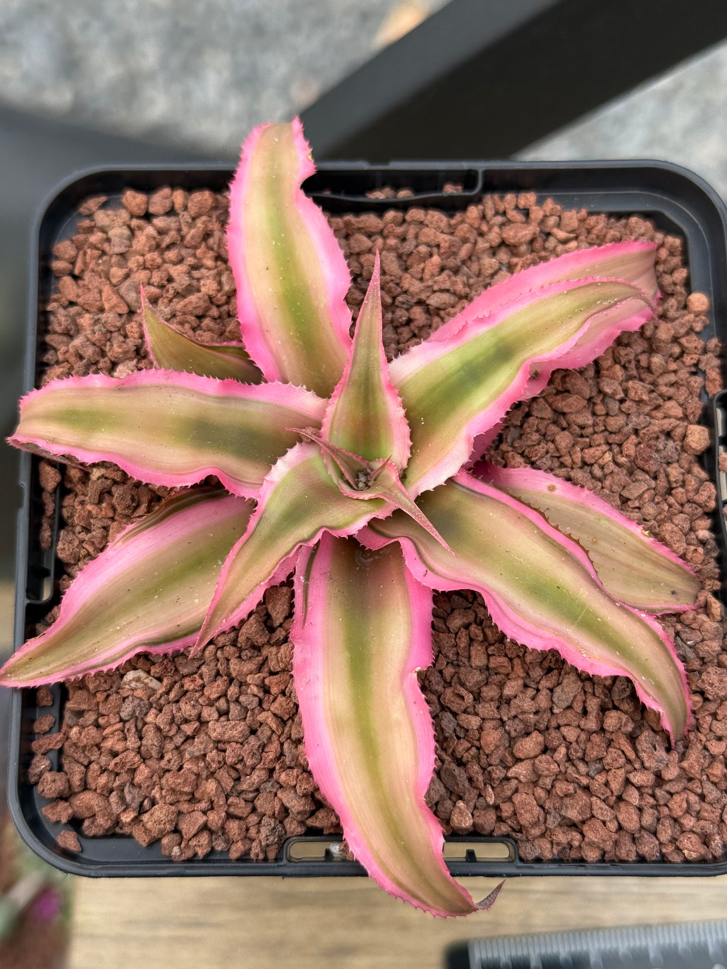 Cryptanthus bivittatus 'Pink Star'