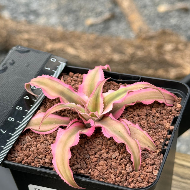 Cryptanthus bivittatus ‘Pink Star’