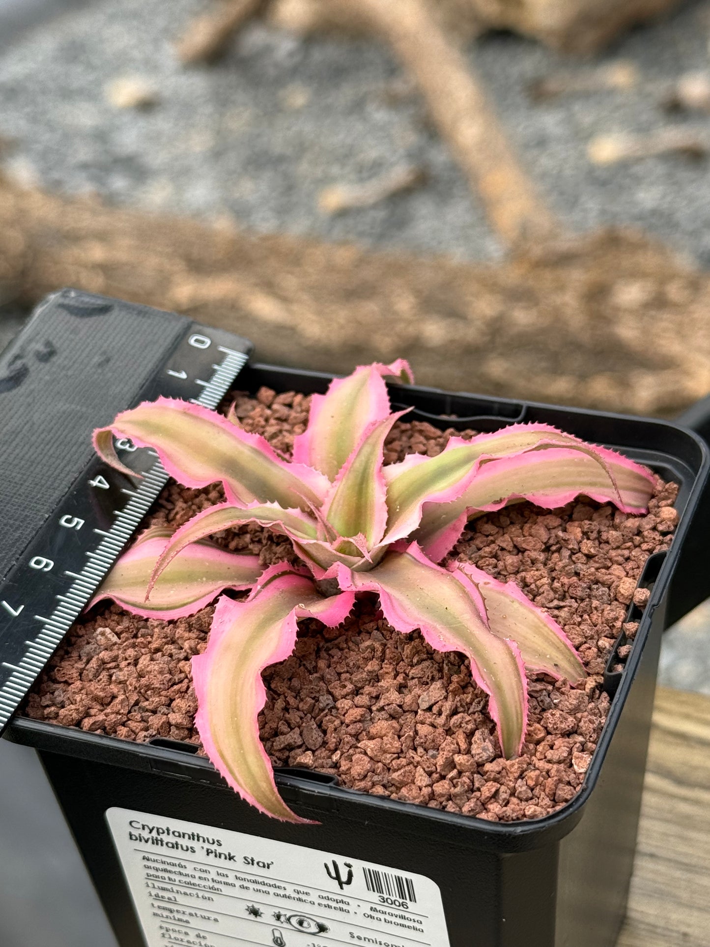 Cryptanthus bivittatus 'Pink Star'