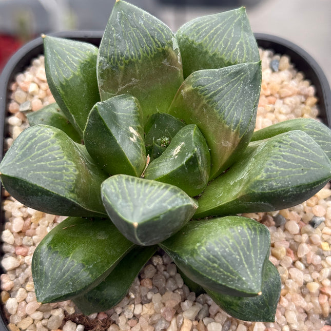 Haworthia ‘Daimajin’