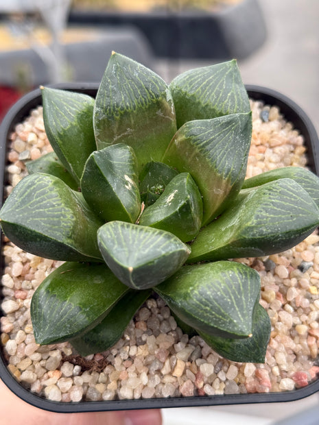 Haworthia ‘Daimajin’