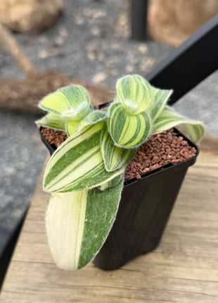 Tradescantia Sillamontana f. variegated