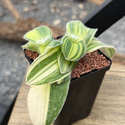 Tradescantia Sillamontana f. variegated