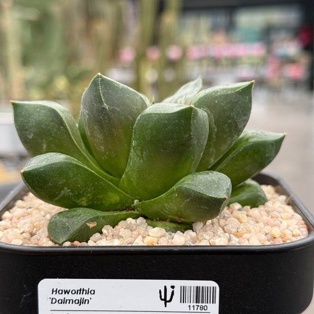 Haworthia ‘Daimajin’