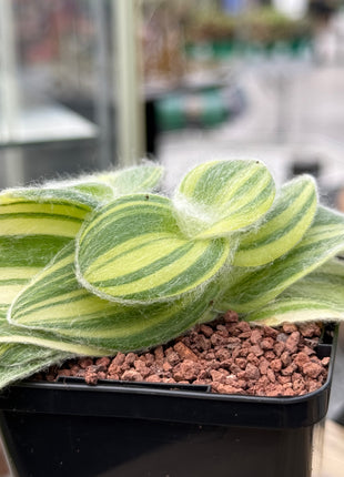 Tradescantia Sillamontana f. variegated