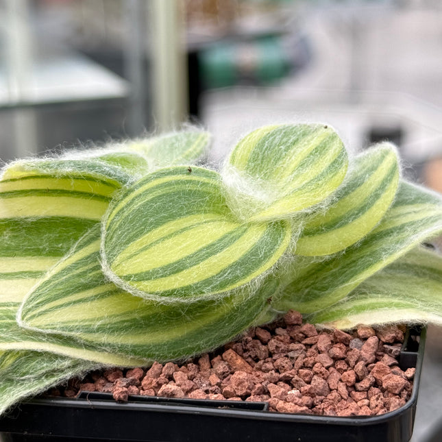 Tradescantia Sillamontana f. variegated