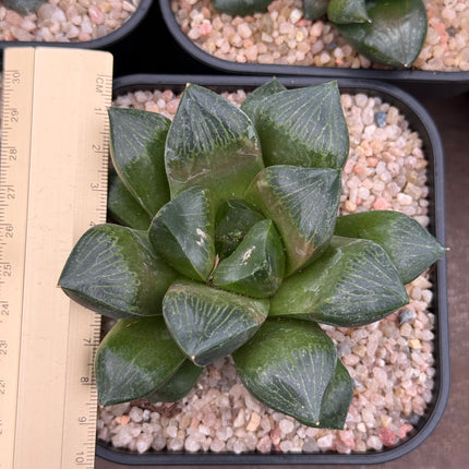 Haworthia ‘Daimajin’