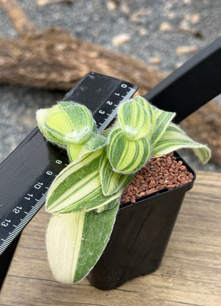 Tradescantia Sillamontana f. variegated