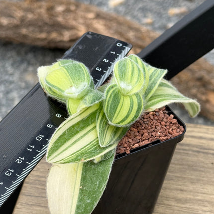 Tradescantia Sillamontana f. variegated