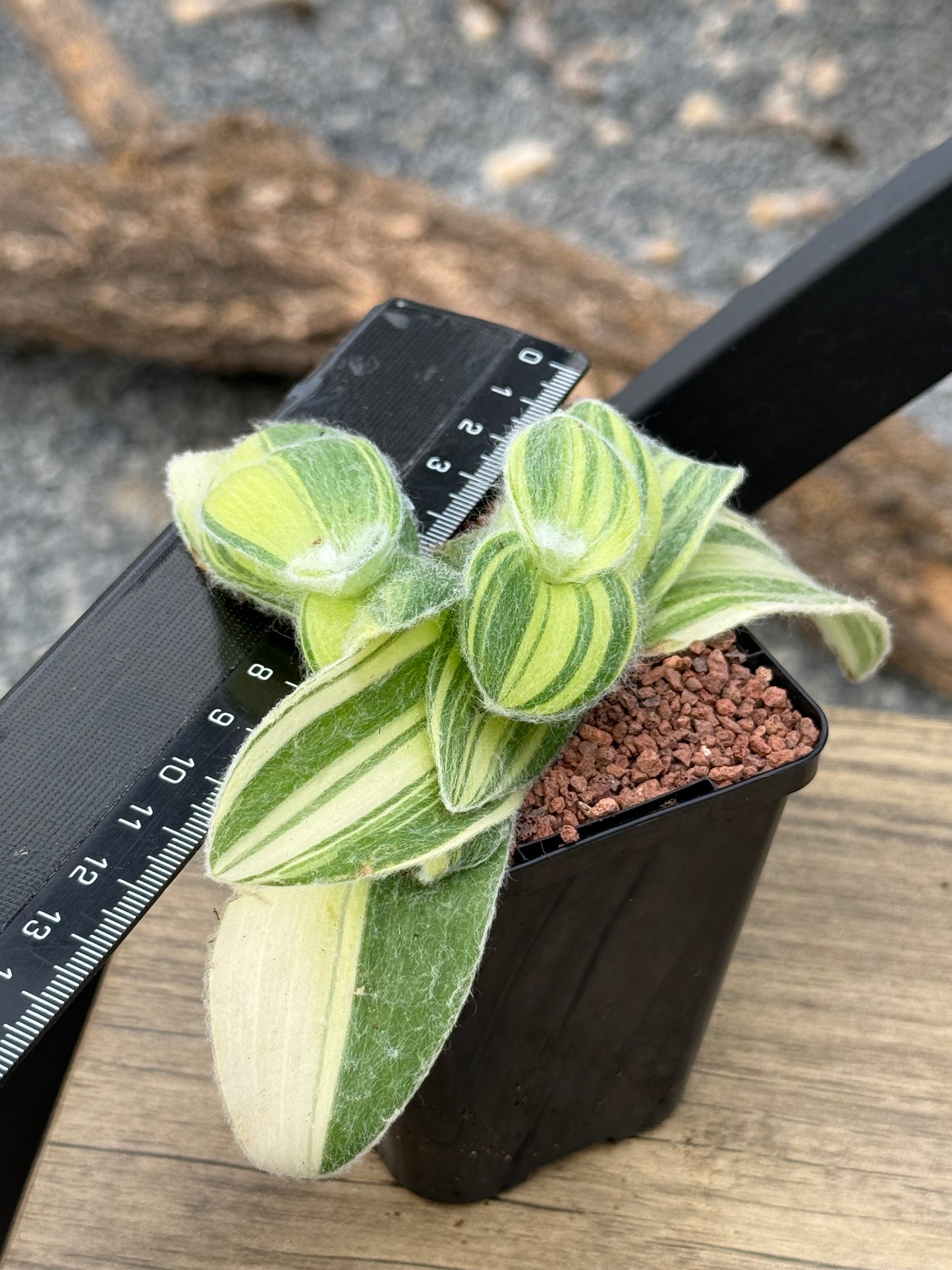 Tradescantia Sillamontana f. vielfältig