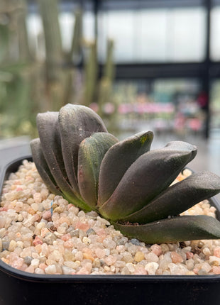 Haworthia x truncata ‘Black’