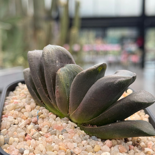 Haworthia x truncata ‘Black’