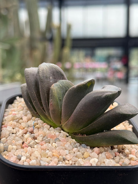 Haworthia x truncata ‘Black’