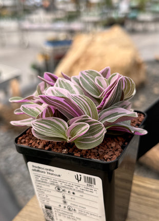 Tradescantia albiflora ‘Nanouk’