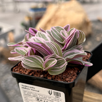 Tradescantia albiflora ‘Nanouk’