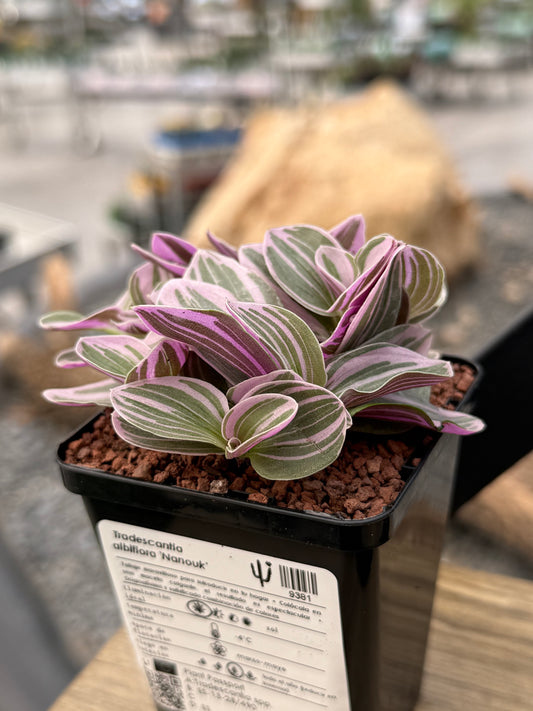 Tradescantia albiflora ‘Nanouk’