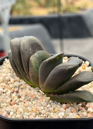 Haworthia x truncata ‘Black’