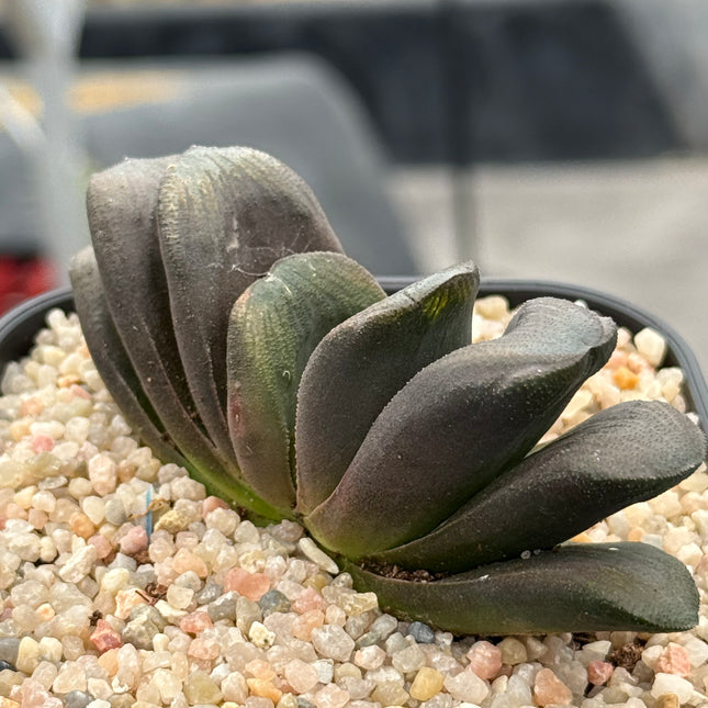 Haworthia x truncata ‘Black’