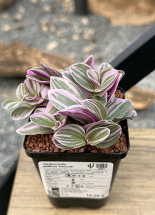 Tradescantia albiflora ‘Nanouk’