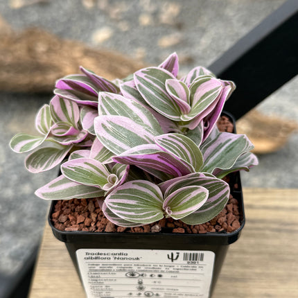 Tradescantia albiflora ‘Nanouk’