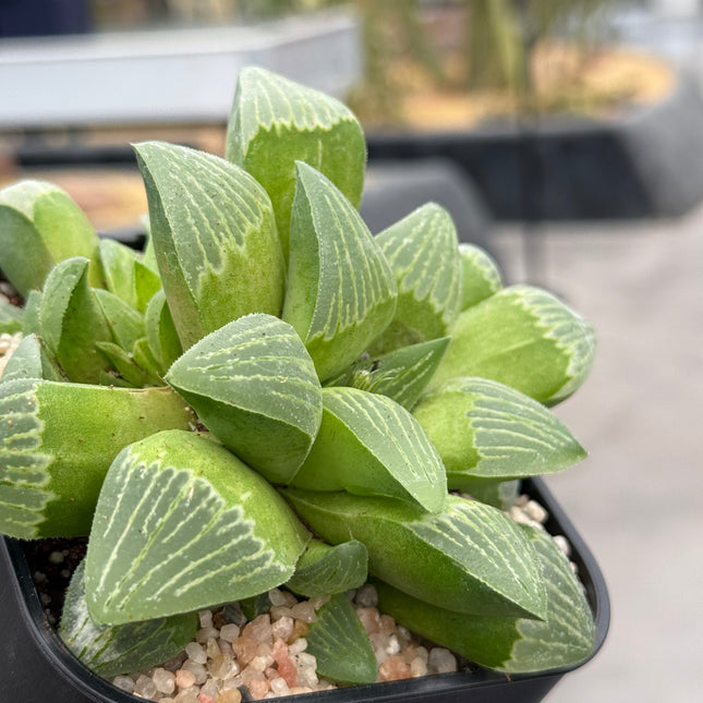 Haworthia ‘Maxi Suka Ball’