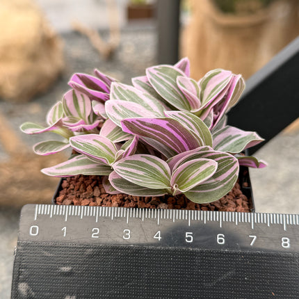 Tradescantia albiflora ‘Nanouk’